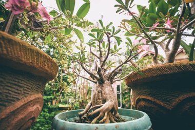 Küçük ağaç bonsai pot açık havada, yakından görmek.