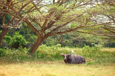 Ağacın altında güneşli gün yalan büyük siyah boğa
