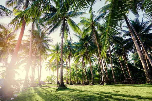 Vackra Gröna Kokospalmer Plantation — Stockfoto