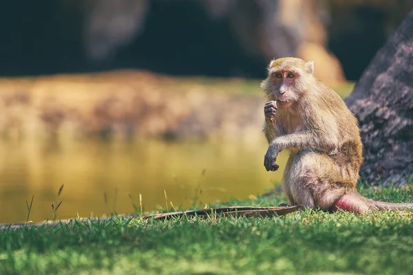 Schattige Kleine Aap Zittend Het Gras — Stockfoto