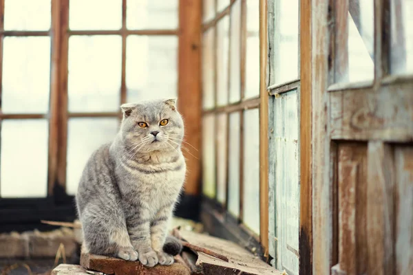 Obraz Ładny Szary Kot Pobliżu Okna — Zdjęcie stockowe