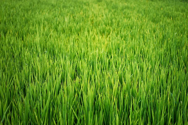 Close View Fresh Green Grass Background — Stock Photo, Image