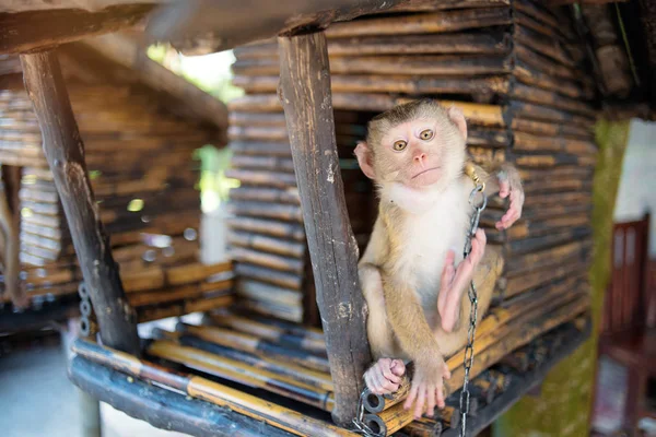 Nahaufnahme Des Kleinen Affen Bambushaus — Stockfoto