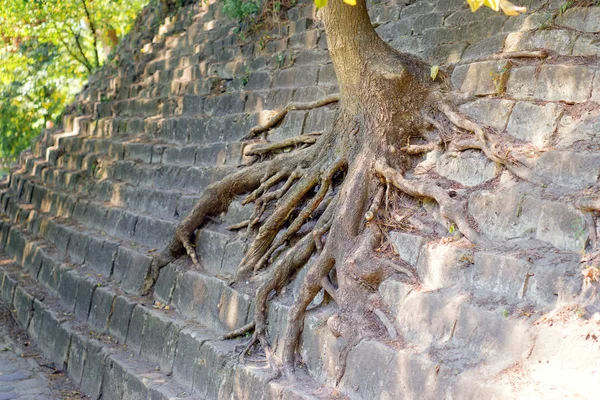 Nahaufnahme Der Wurzel Eines Baumes Der Auf Einer Steinmauer Wächst — Stockfoto