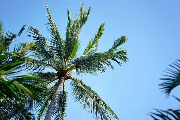 Vista Cerca Las Palmeras Coco Contra Cielo Azul —  Fotos de Stock