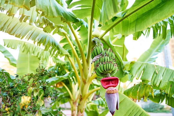 Vista Close Bananeira Verde Com Flor — Fotografia de Stock