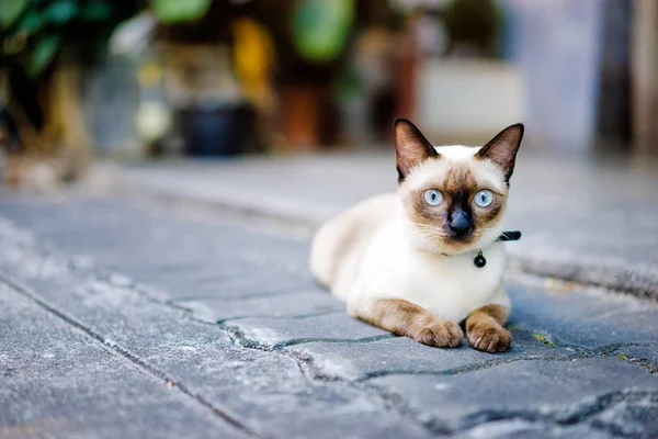 Close View Cute Cat Blue Eyes Outdoors — Stock Photo, Image