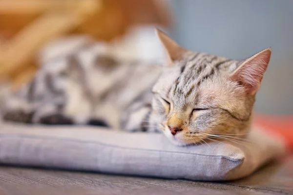 cute little sleepy cat on a pillow.