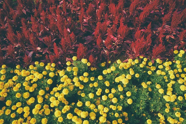 Felülnézet Sárga Francia Marigolds Vörös Virágok — Stock Fotó