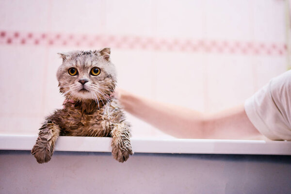 Process of washing of cute cat in bathroom.