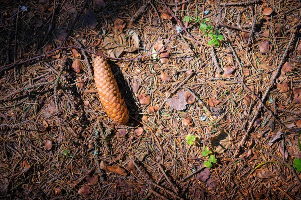 Vista Ravvicinata Una Pigna Terra — Foto Stock