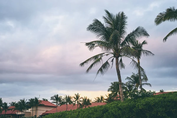 Hermosa Vista Las Palmeras Contra Cielo Nublado —  Fotos de Stock