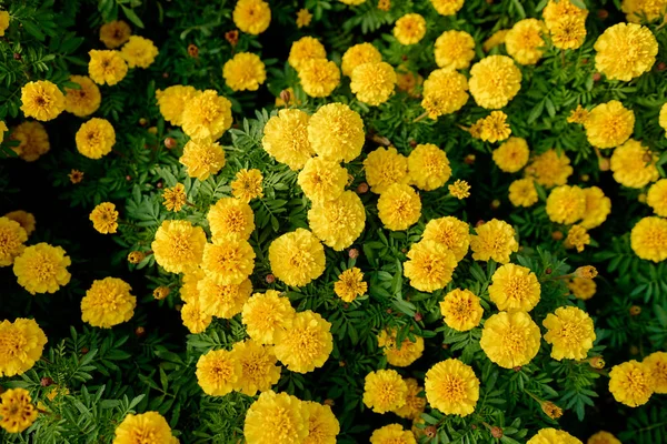 Vue Rapprochée Des Fleurs Jaunes Souci — Photo