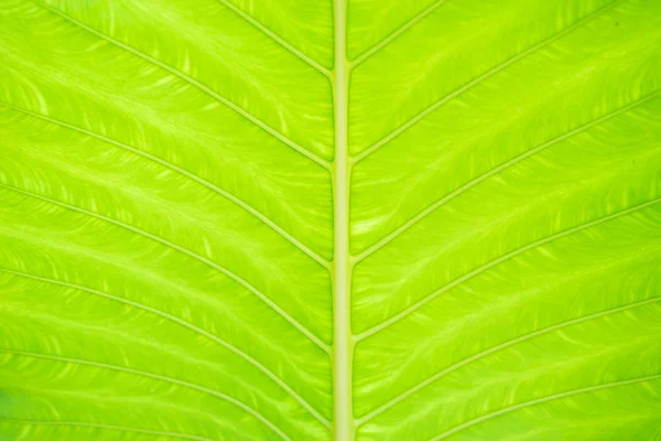 Fondo Texturizado Vista Cerca Hoja Tropical Verde — Foto de Stock