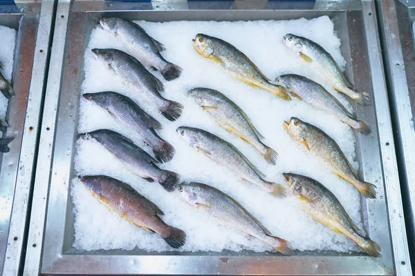 Top view of raw fish on the ice.