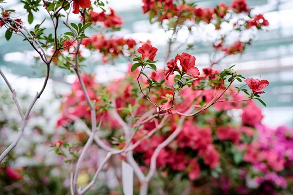 Γκρο Πλαν Θέα Όμορφο Άνθος Λουλουδιών Αζαλέες — Φωτογραφία Αρχείου