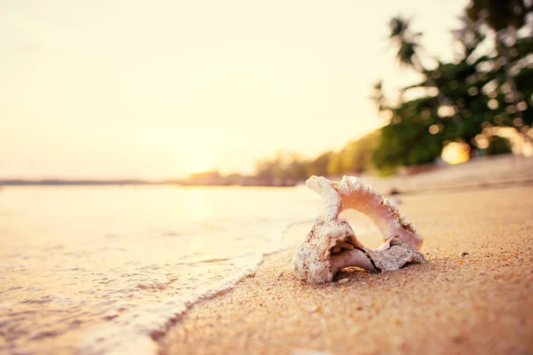 Vergrote Weergave Voor Grote Zee Shell Water Het Zandstrand — Stockfoto