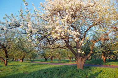 Güzel bir çiçeği elma ağacı yeşil bahar Park manzarası.