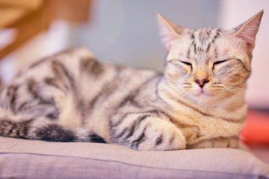 bir yastık üzerinde şirin küçük uykulu kedi.