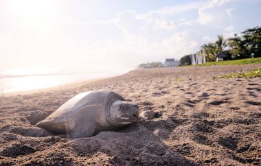 büyük kaplumbağa okyanus plaj görmek.