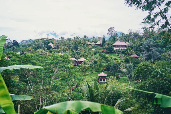 Vackra Landskap Med Gröna Terrasser Jungle Och Resort — Stockfoto