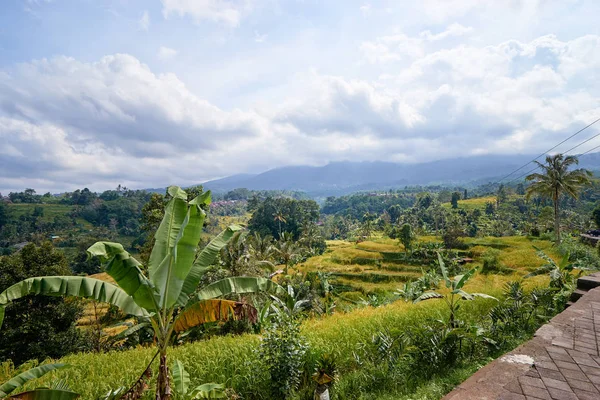 Hermoso Paisaje Con Terrazas Arroz Verde Día Nublado Bali Indonesia — Foto de Stock
