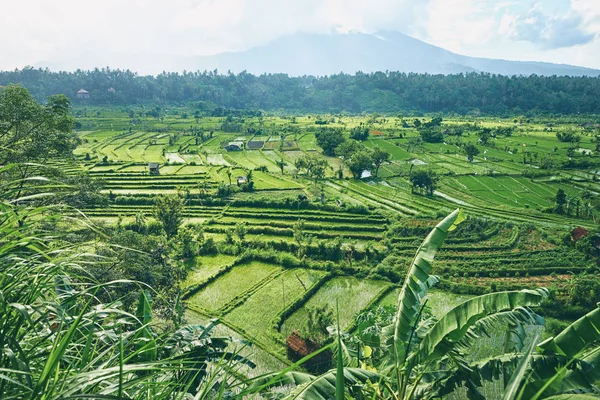 Hermosa Vista Con Vistas Verdes Campos Subida Bali Indonesia — Foto de Stock