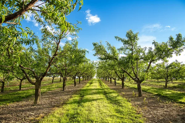 Straight path through fruit tree orchard in summer. Beautiful blue sky, green grass, vivid natural scenery