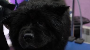 Chow Chow 4 k salonda damat köpek