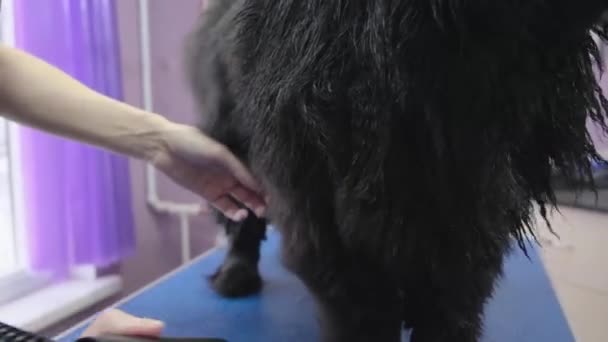 Hond grooming Chow Chow in de salon 4k — Stockvideo