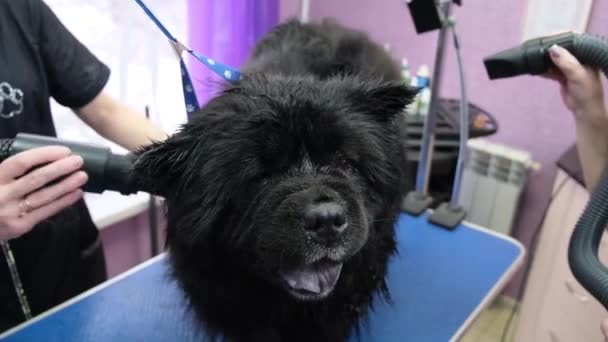 Dog grooming Chow Chow no salão 4k — Vídeo de Stock