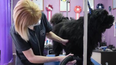 Chow Chow 4 k salonda damat köpek