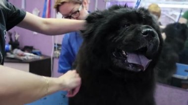 Chow Chow 4 k salonda damat köpek