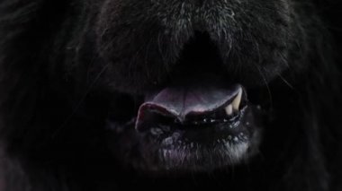 Siyah Chow Chow damat salonda dilinin nefes Close-Up