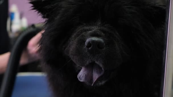 Cachorro de perro Chow Chow en el salón 4k — Vídeos de Stock