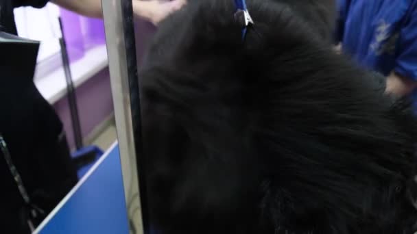 Hund grooming Chow Chow i salong 4k — Stockvideo