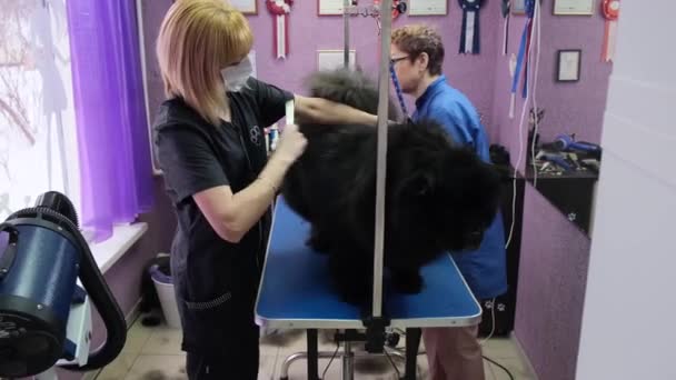 Hond grooming Chow Chow in de salon 4k — Stockvideo