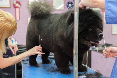 Chow Chow salonda damat köpek