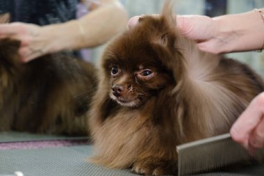 Köpek köpek doğurmak Shih Tzu çikolata rengi saç kesimi önce saç kurutma makinesi ile kurutma damat Efendi