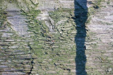 yeşil bir ton ile doku ahşap çit