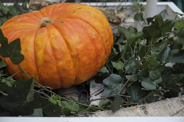 Podzimní zobrazení oranžových dýně zblízka — Stock fotografie