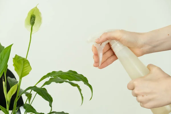 Female hands spray a flower standing on a black chair. spathiphyllum