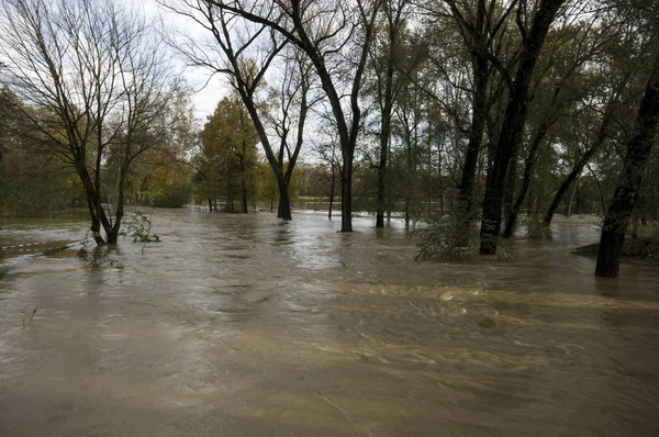 flooded land and trees near river