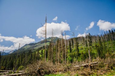 Polonya Tatra Dağları'nın nefes kesici manzara