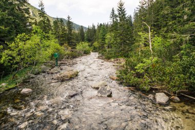 perspektif gür yeşilliklerle çevrili Nehri'nin azalan