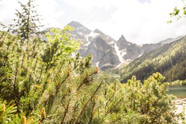 çam ağaçlarının dalları rocky Dağları ile arka plan üzerinde