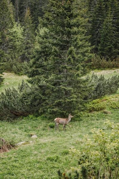 Молодые Олени Зеленой Сцене — стоковое фото