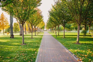ağaçlar güneş ışığı ile kaplı park yolu görünümünü