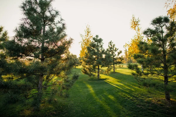 Vue Des Pins Éclairés Par Soleil Sur Pelouse Verte — Photo