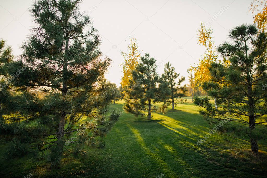 view of sun lighted pine trees on green lawn